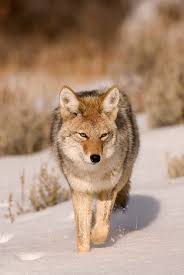 http://www.alaska-in-pictures.com/coyote-animal-picture-usa-9356-pictures.htm