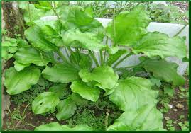http://portal.maga.gob.gt/portal/page/portal/uc_unr/AGRICULTURA%20ORGANICA/temas